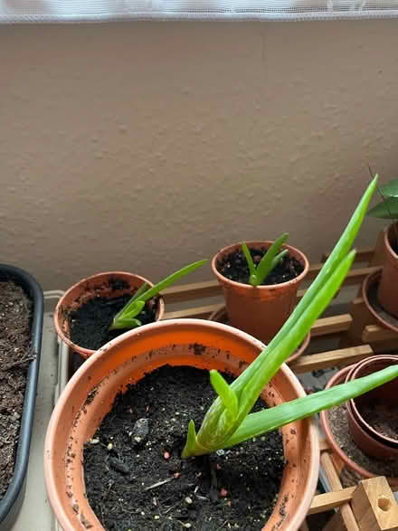 Photo of free Aloe vera and succulents (Central Reading RG1) #4