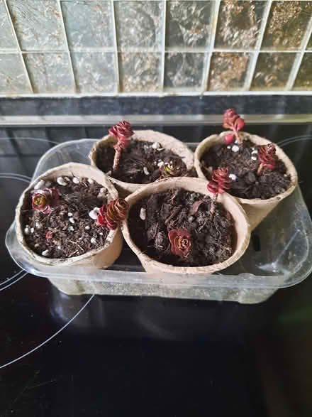 Photo of free Sedum Spurium dragons blood (Morden SM4) #2