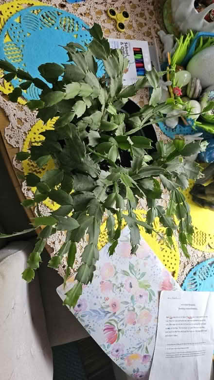 Photo of free Flower (Corstophine EH4) #1