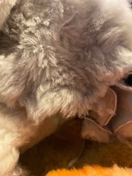 Photo of free Large bundle of sheepskin offcuts (Lightpill GL5) #3