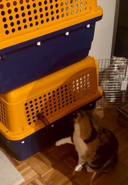 Photo of free 2 IATA-compliant airline-approved travel kennels for dog/cat (Greenwich SE10) #3