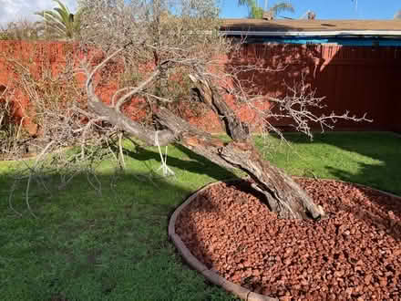 Photo of free Pear tree branches (Richmond) #1