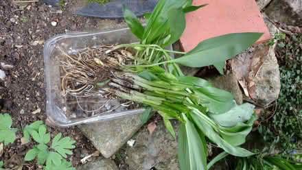 Photo of free Wild Garlic (Summertown OX2) #1
