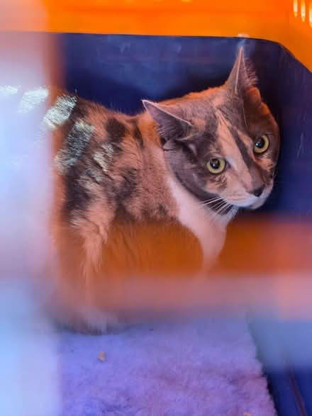 Photo of free 2 IATA-compliant airline-approved travel kennels for dog/cat (Greenwich SE10) #4