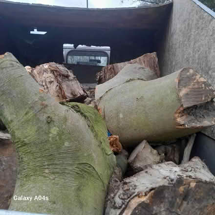 Photo of free Tree rounds (Loxley S6) #1