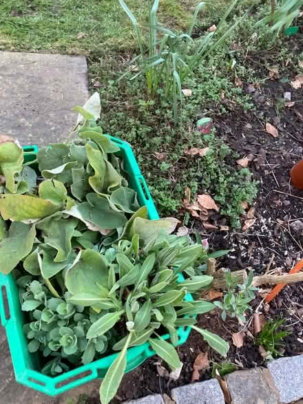 Photo of free Plants offered - bare root (Leegomery TF1) #1