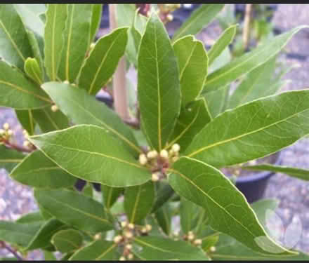 Photo of Fresh bay leaves (Syon Lane TW7) #1