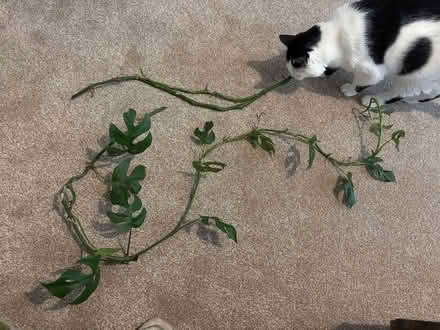 Photo of free Trailing monstera cuttings (BN32RD) #1