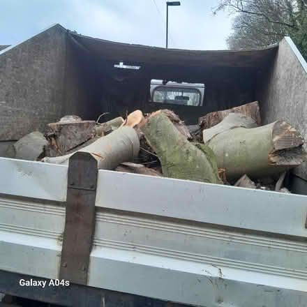 Photo of free Tree rounds (Loxley S6) #2