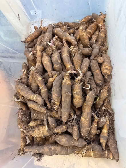 Photo of free Jerusalem artichokes (GU31 Petersfield Heath) #1