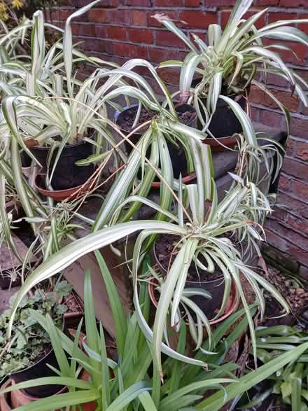 Photo of free Spider plants (University Area RG1) #2