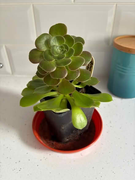 Photo of free Small Plant (Waterlooville PO7) #1
