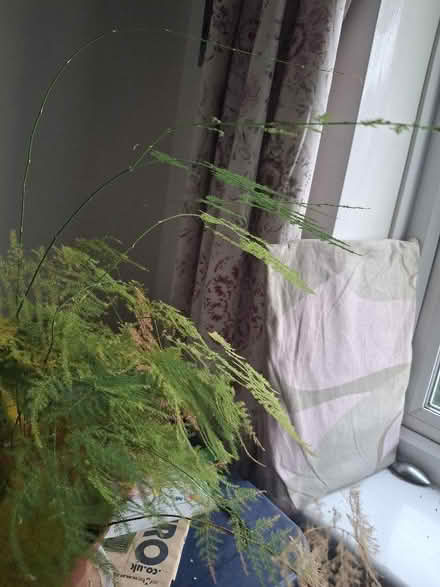 Photo of free Houseplant (Garden City OX5) #1