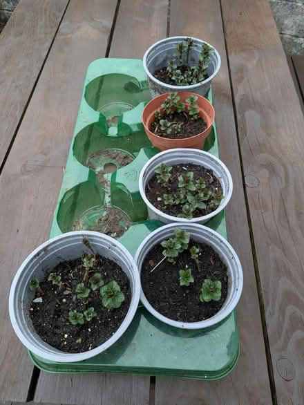 Photo of free Mint plants x 5 (Ebbw Vale, NP23) #2