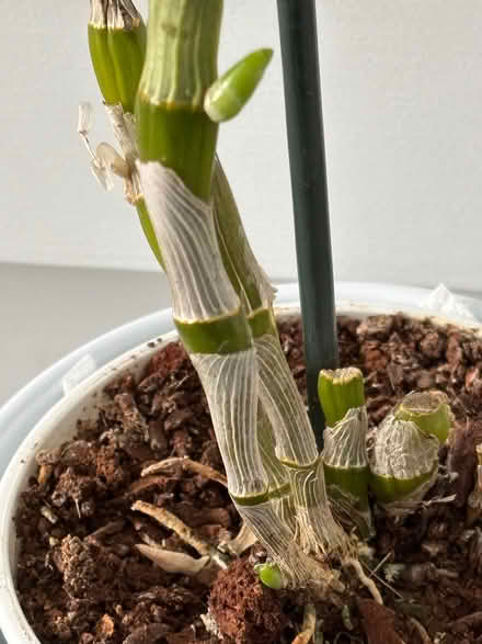 Photo of free Dendrobium Orchid (Lower Weston) #2