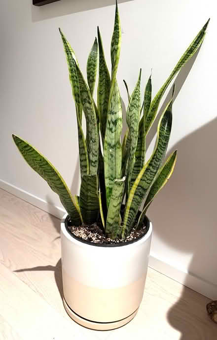 Photo of free 3 Houseplants + Ceramic Planters (Boerum Hill) #1