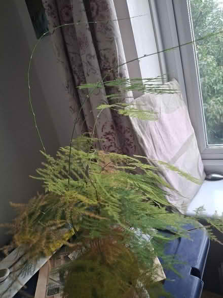 Photo of free Houseplant (Garden City OX5) #2