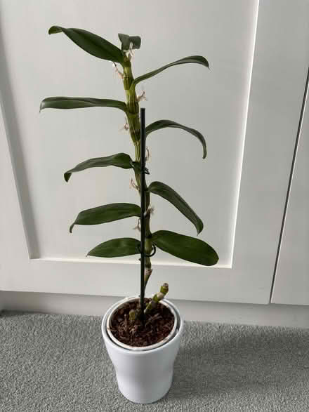 Photo of free Dendrobium Orchid (Lower Weston) #1