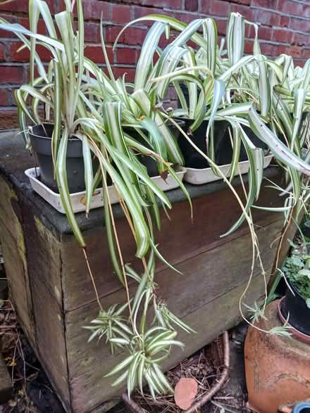 Photo of free Spider plants (University Area RG1) #3