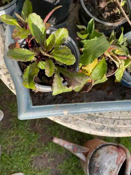 Photo of free 2 small white daisy plants (Welling DA16) #1