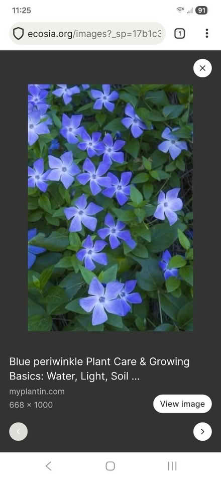 Photo of free Vinca : Periwinkle (TN21 Heathfield) #1