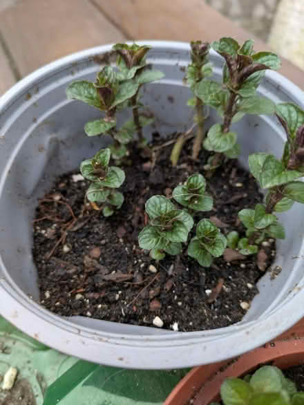 Photo of free Mint plants x 5 (Ebbw Vale, NP23) #1