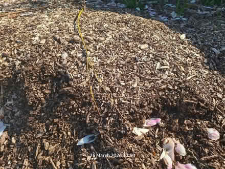 Photo of Truckload Of Woodchips (Elborough BS24) #1
