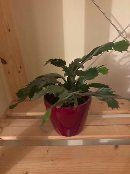 Photo of free House plants (Selly Park B13) #2