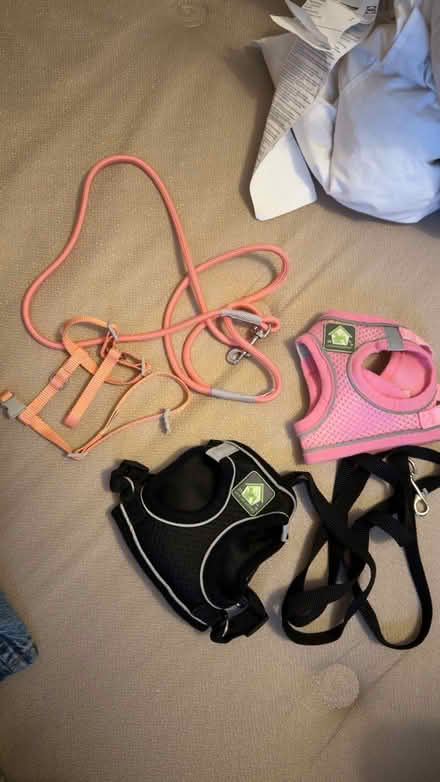 Photo of free Cat or small dog Leash (The Exchange LS12) #1