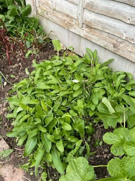 Photo of free Garden plant sprouts purple flowers (Welling DA16) #1