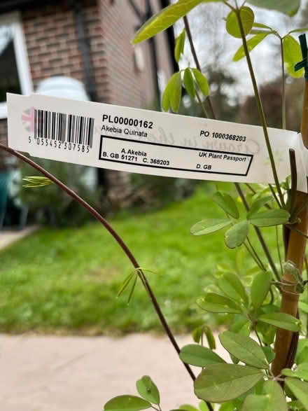 Photo of free Climbing plant - chocolate vine (Henley-on-Thames RG9) #2