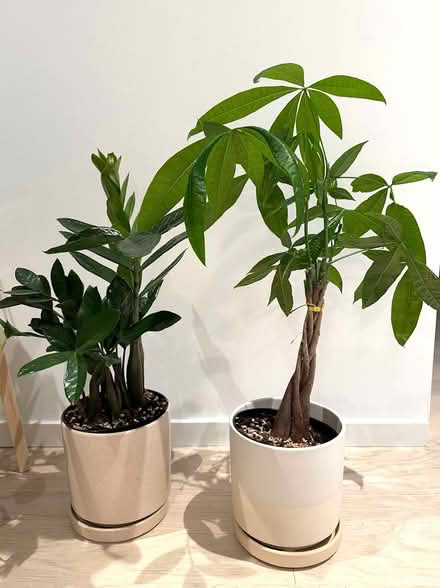 Photo of free 3 Houseplants + Ceramic Planters (Boerum Hill) #2