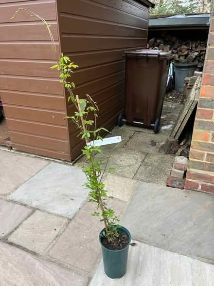 Photo of free Climbing plant - chocolate vine (Henley-on-Thames RG9) #1