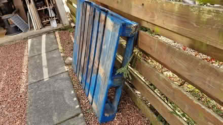 Photo of free Pallet (Bridge of Allan FK9) #2