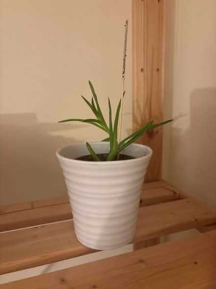 Photo of free House plants (Selly Park B13) #3