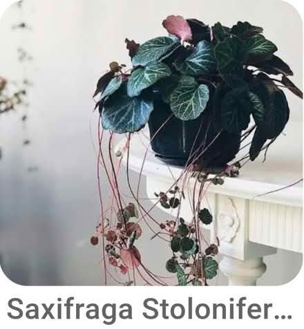 Photo of Swedish Ivy/Strawberry Begonia cutt (Dublin central) #2