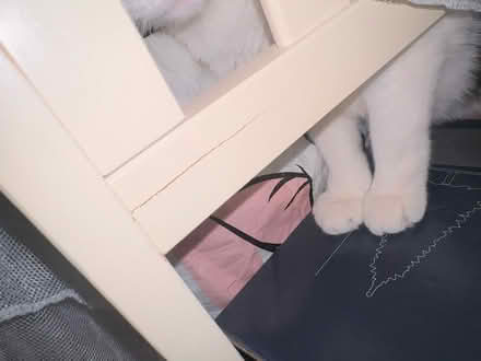 Photo of free Baby elegance cot (Heywood) #2