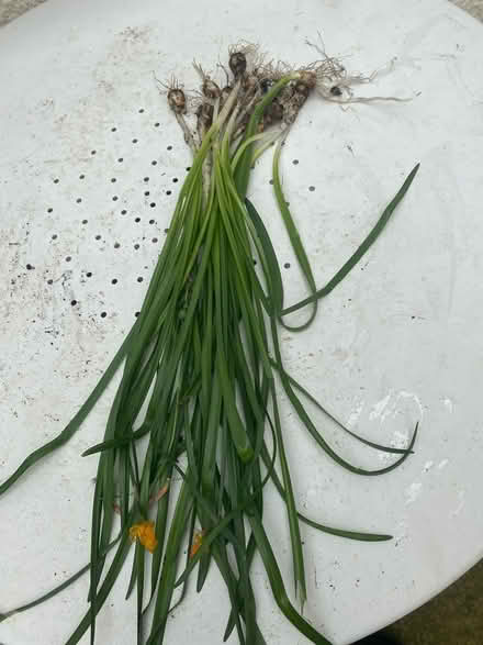 Photo of free Small Daffodill Bulbs. (12) (Cheltenham Fairview GL52) #1