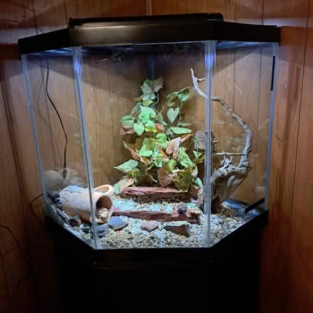 Photo of free corner aquarium and stand (Valrico) #1