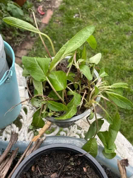 Photo of free Garden plant sprouts purple flowers (Welling DA16) #2