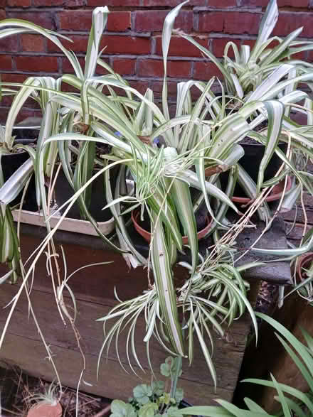 Photo of free Spider plants (University Area RG1) #1