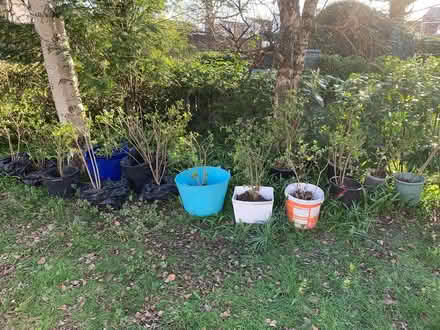 Photo of free Privet shrubs (could make a hedge) (West Molesey.) #1