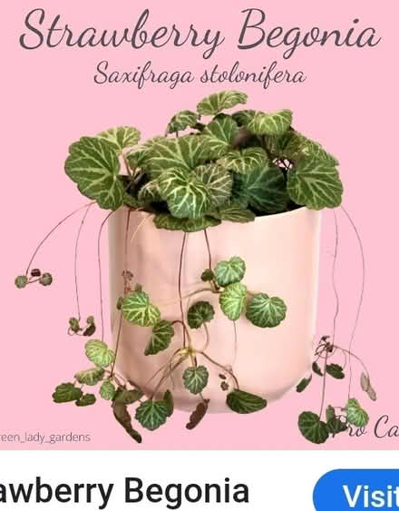 Photo of Swedish Ivy/Strawberry Begonia cutt (Dublin central) #3