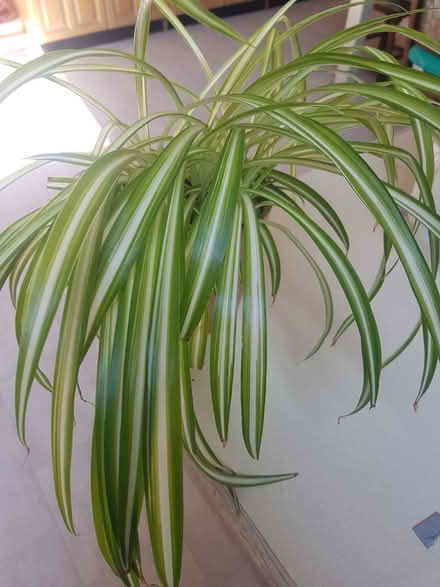 Photo of free Spider plants x 3 (Broughton Gifford, SN12) #1