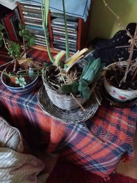 Photo of free Houseplants needing tlc and potss (North Lichfield WS13) #1