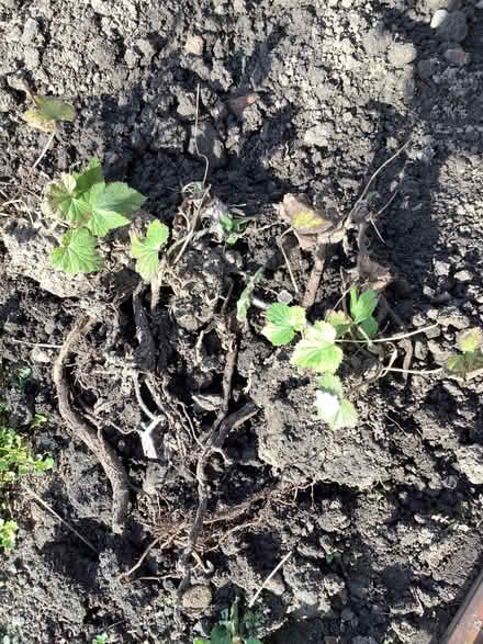 Photo of free Roots of Japanese Anemone (Appleby-in-Westmorland CA16) #1