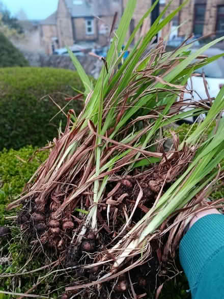 Photo of free Crocosmia corms (Walkley, S6) #1