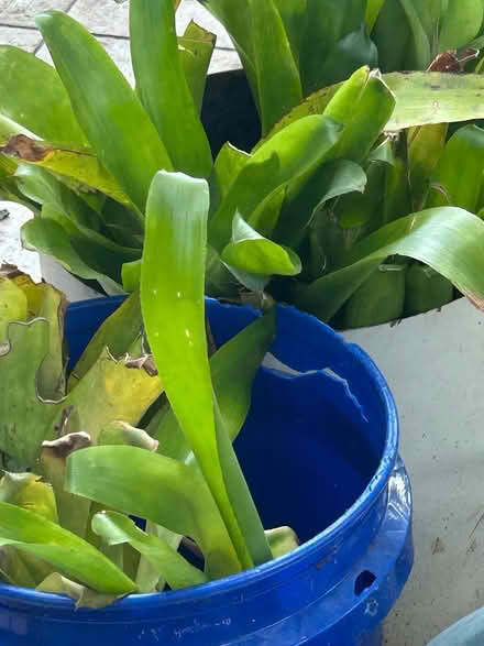 Photo of free Bottle brush broomliads (East Deltona) #2