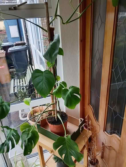 Photo of free Cheese plant (Blanchardstown) #2