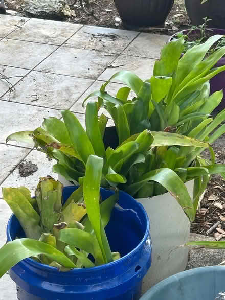 Photo of free Bottle brush broomliads (East Deltona) #3